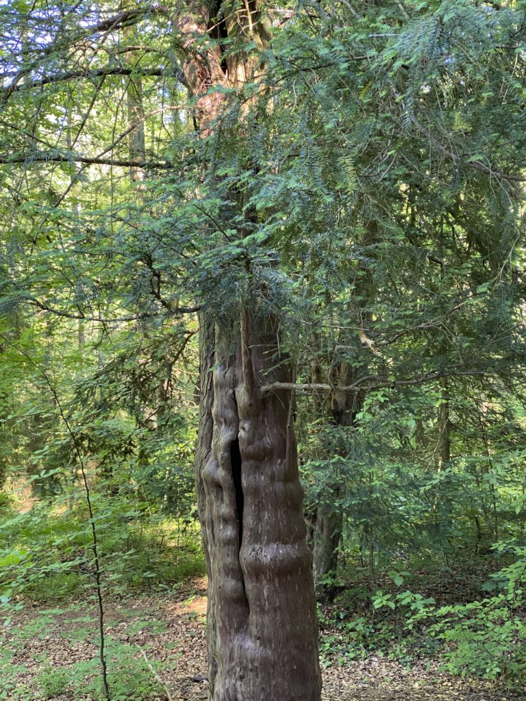 Alte Eibe mit tief gefurchtem Stamm im Eibenwald bei Paterzell